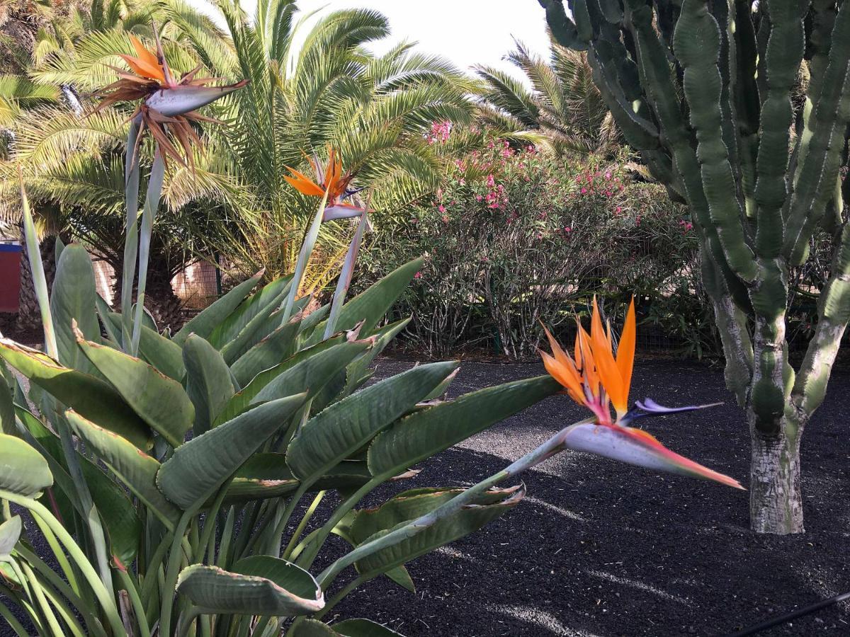 Casa Panama,In Der Finca Mimosa Teguise  Exteriör bild